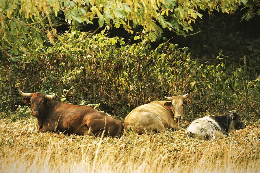 Three Cows At Rest Photograph by Belinda Greb