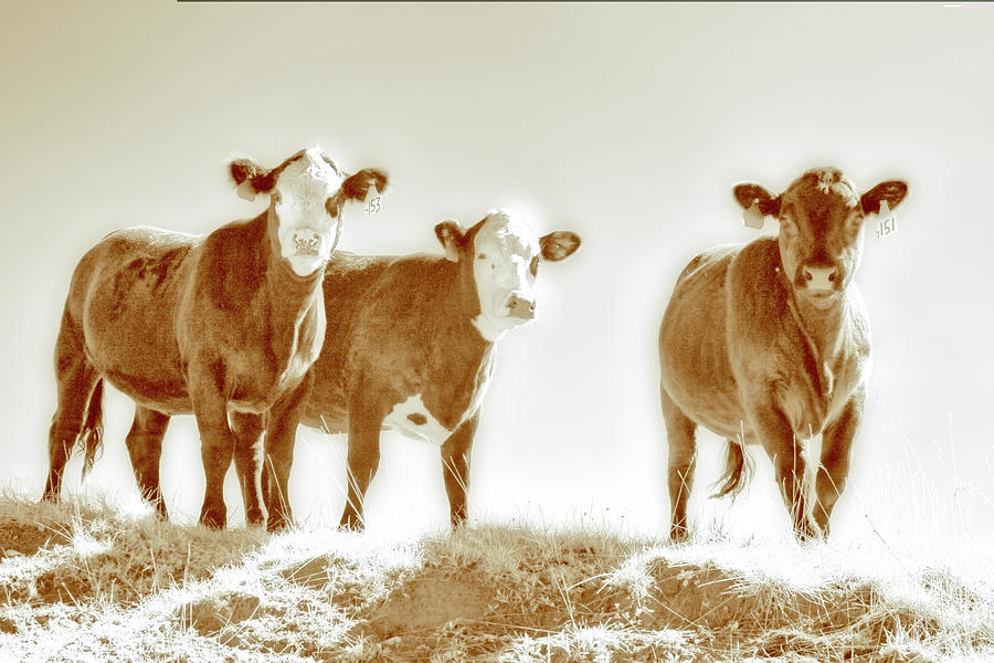 Three Cows BW Photograph by Dan Carmichael