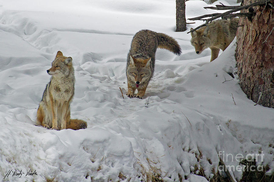 Three Coyotes In Snow-Signed-#0488 Photograph by J L Woody Wooden