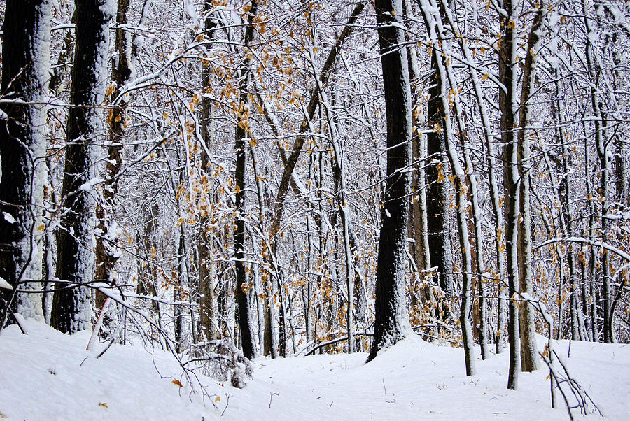 Tree Photograph - Three Creeks Conservation Area - Winter by Cricket Hackmann