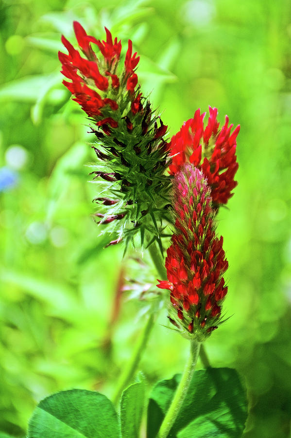Three Crimson Clover on Harvard Street in Claremont, California Photograph by Ruth Hager