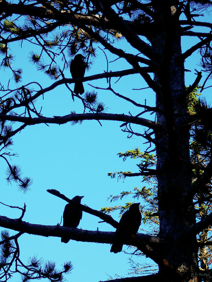 Three Crows in a Tree Photograph by Celtic Artist Angela Dawn MacKay