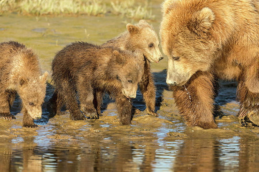 Three Cubs and Mother Drinking at the River Photograph by Mark Harrington