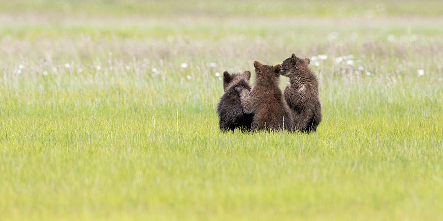 Three Cubs Watching Photograph by Mark Harrington