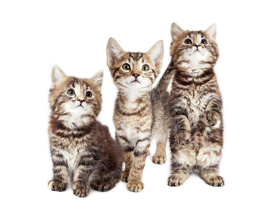 Animal Photograph - Three Curious Tabby Kittens Together on White by Good Focused