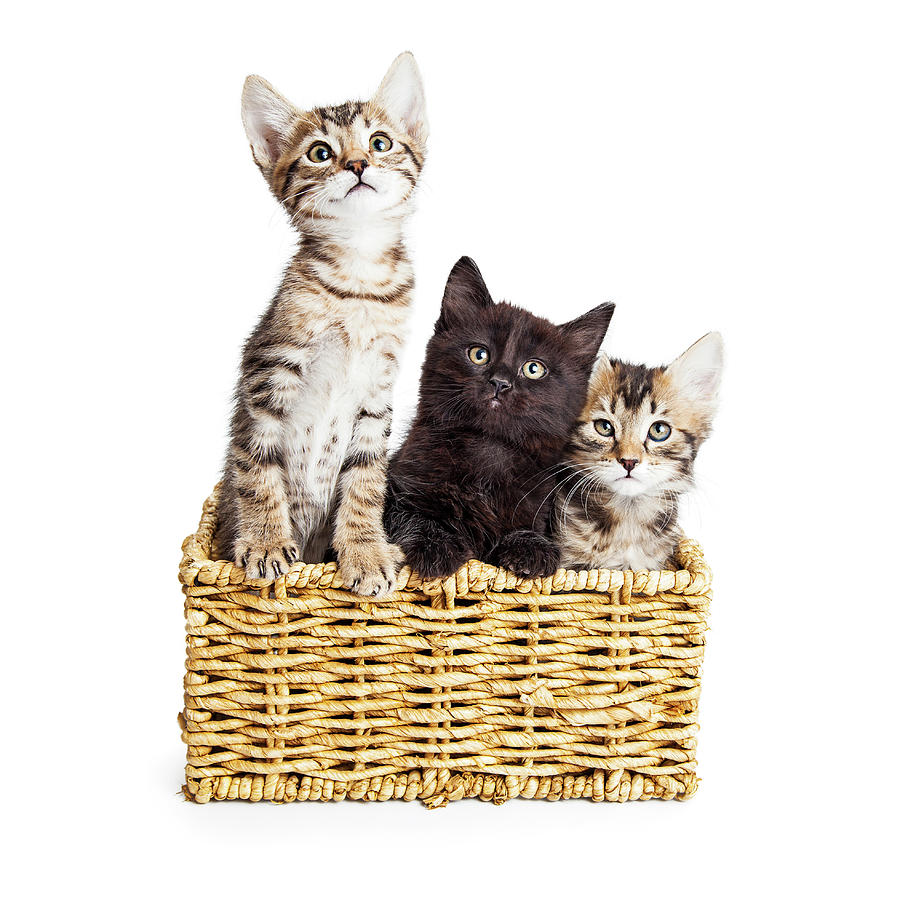 Animal Photograph - Three Cute Kittens in Basket by Good Focused