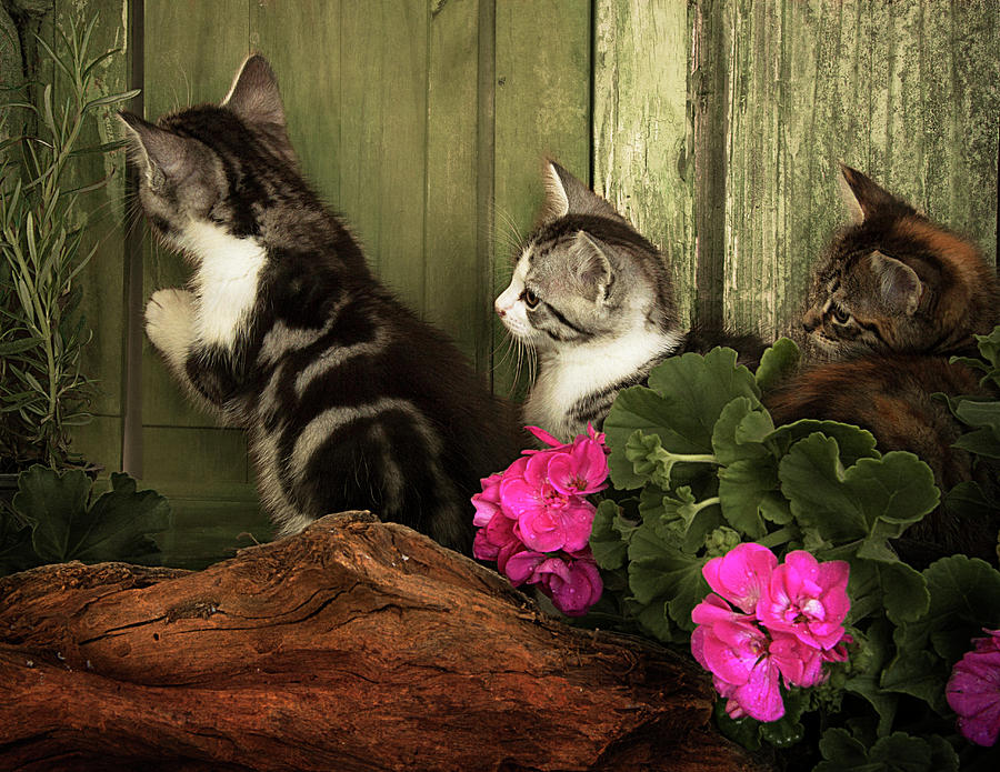 Three Cute Kittens Waiting At The Door Photograph by Ethiriel Photography