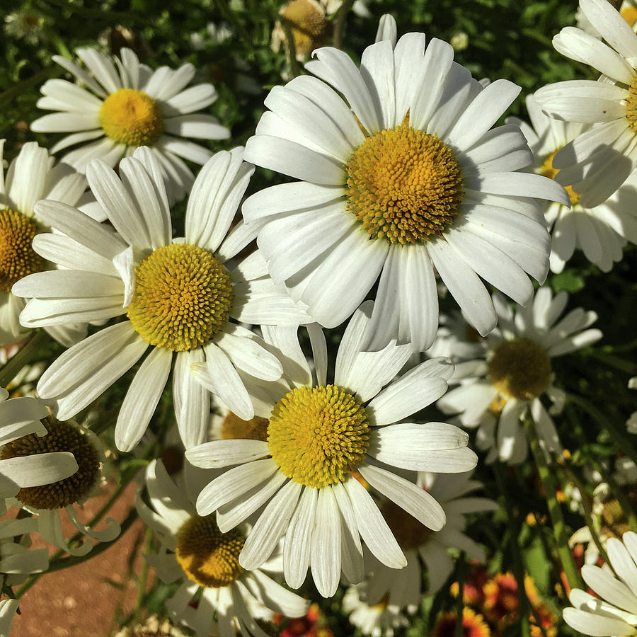 Three Daisies Photograph by Garry McMichael