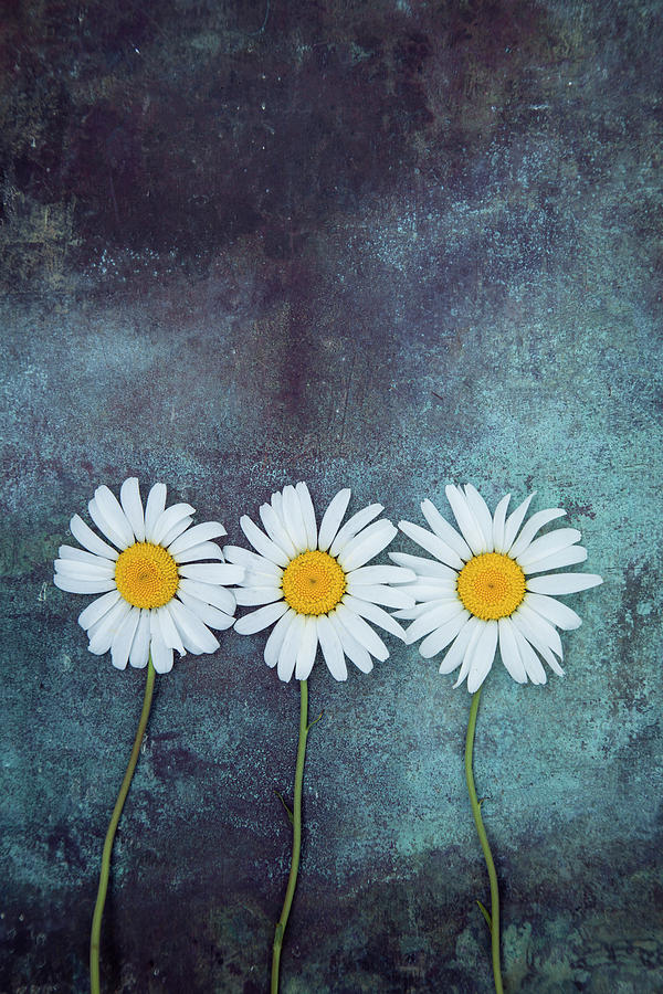 Three Daisies Photograph by Maria Heyens