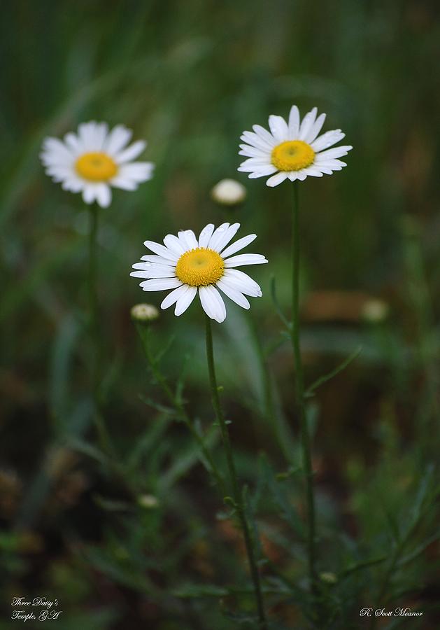 Three Daisys Photograph by Robert Meanor