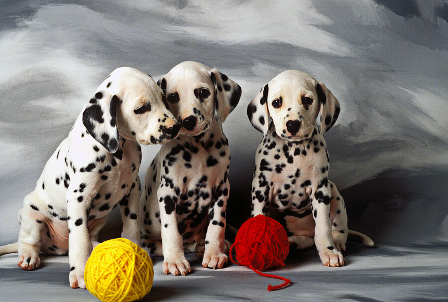 Pup Photograph - Three Dalmatian puppies  by Garry Gay