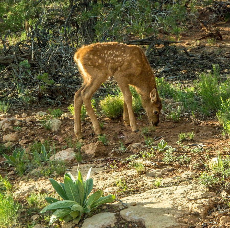 Three Day old Fawn Photograph by Claudia Abbott