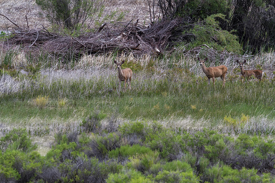 Three Deer in a Field Photograph by Belinda Greb