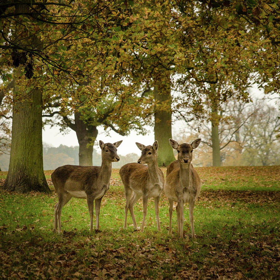 Three Deer Photograph by Jackie Wernberg - Fine Art America