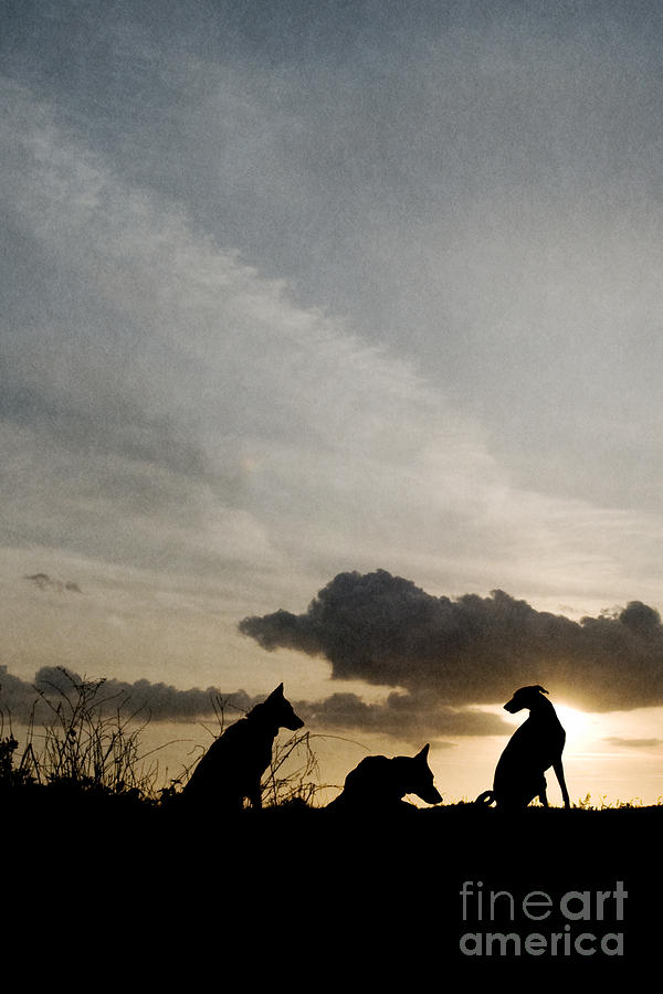 Three dogs at sunset Photograph by Clayton Bastiani