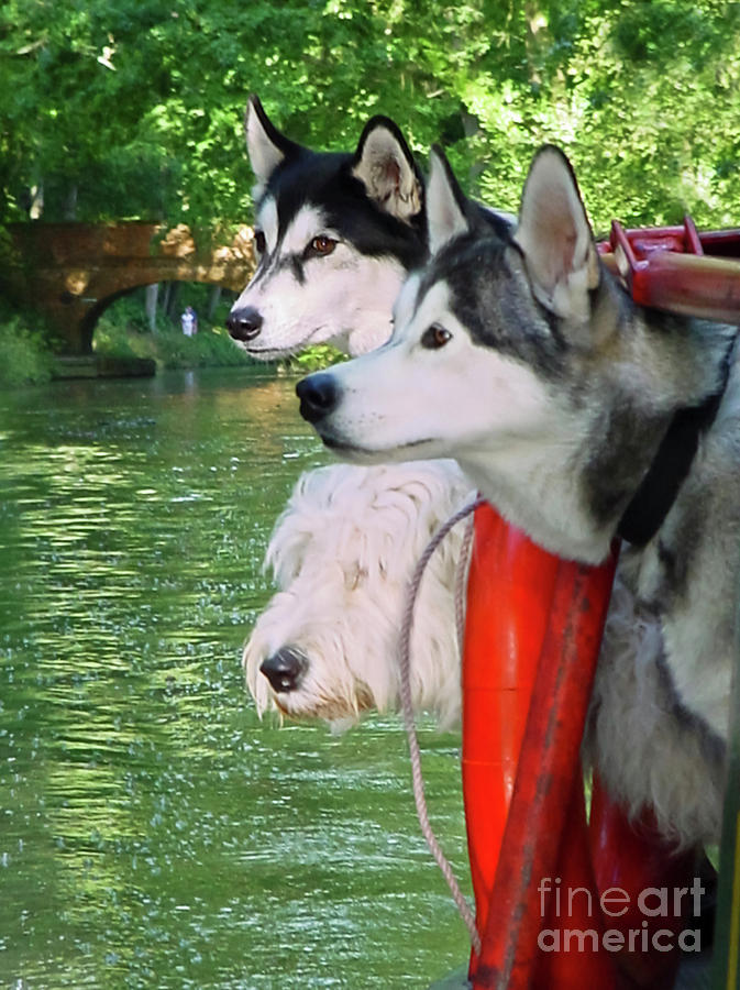Three Dogs on a Boat Photograph by Terri Waters
