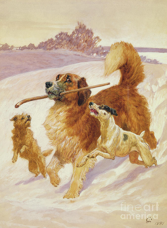Dog Painting - Three dogs playing in the snow by John Charlton