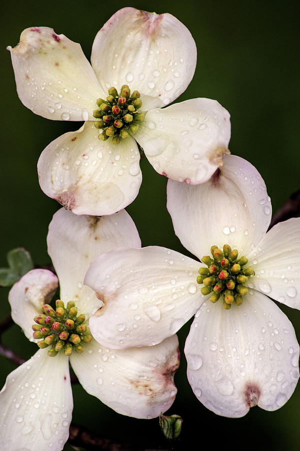 Three Dogwood Blossoms Photograph by Don Johnson