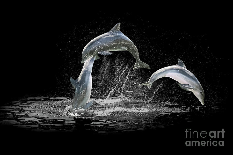 Three Dolphin jumping Digital Art by Benny Marty