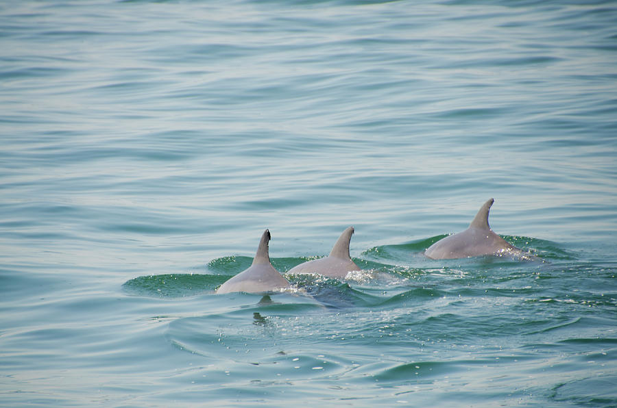 Three Dolphins - Cape May New Jersey Photograph by Bill Cannon