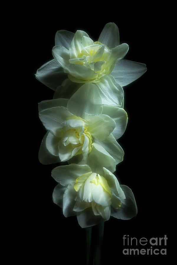 Three Double Daffodils Photograph by Ann Garrett
