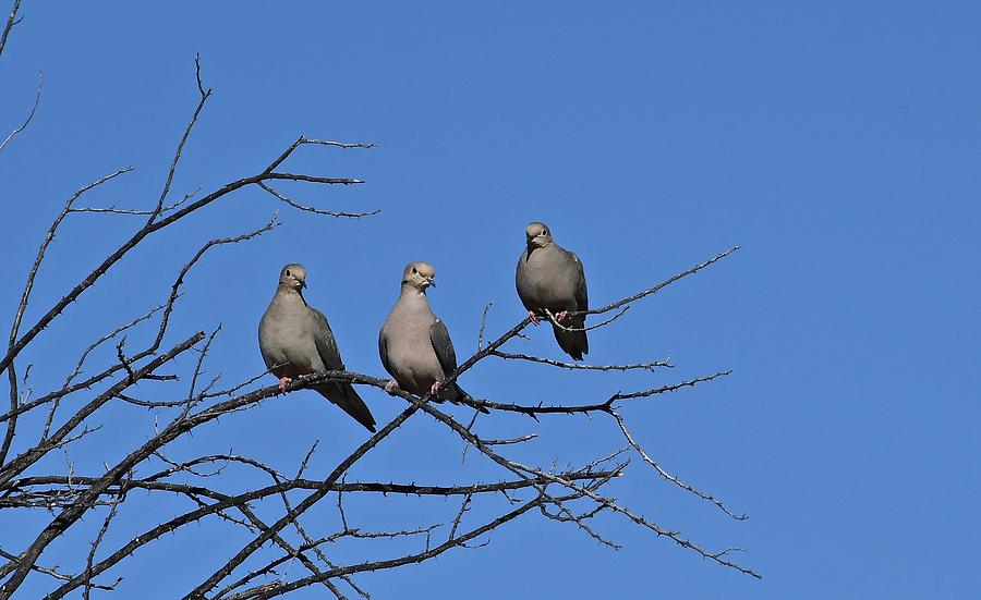 Three Doves in a Tree Photograph by Hella Buchheim