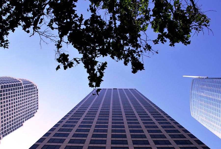 City Photograph - Three Downtown LA Skyscrapers Tree View  by Matt Quest