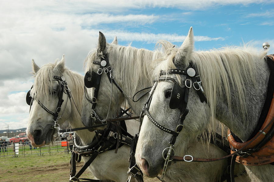 Three draft horses Photograph by Jeff Swan