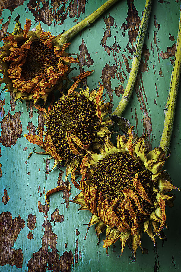 Three Dried Sunflowers Photograph by Garry Gay