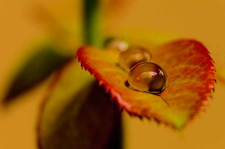 Three Drops on a leaf Photograph by Wolfgang Stocker