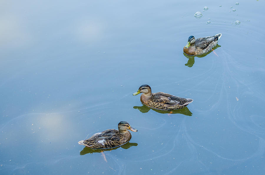 Three Ducks Photograph by Anthony Doudt