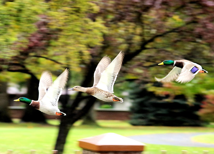 Three ducks in flight Photograph by Jeff Swan