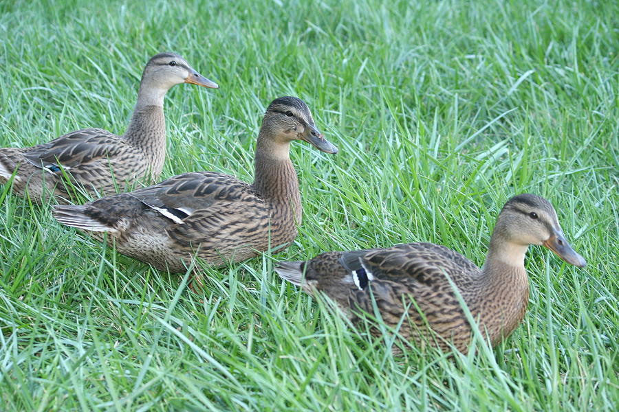 Three Ducks Photograph by Magda Levin
