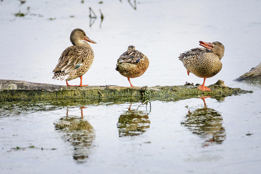 Three Ducks on a Log Photograph by Debra Martz