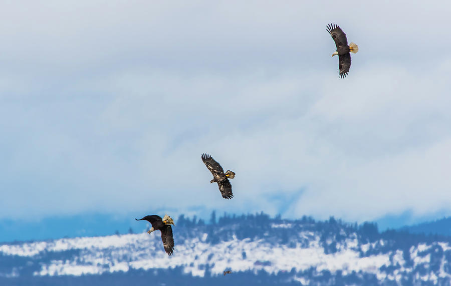 Three Eagles Above Klamath Photograph by Marc Crumpler