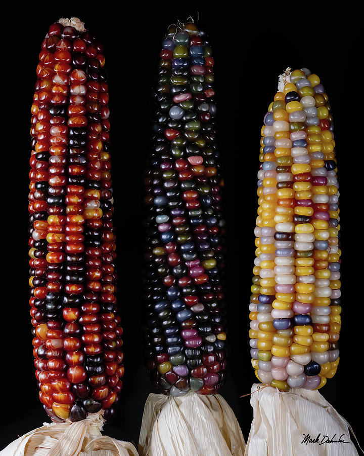 Three Ears of Glass Gem Corn Photograph by Mark Dahmke