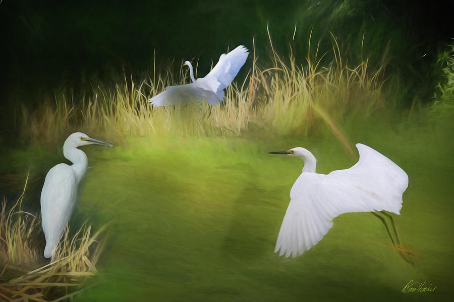 Three Egrets Photograph by Diana Haronis