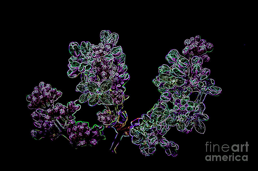 Flower Digital Art - Three Electric Liliacs by Brenda Landdeck