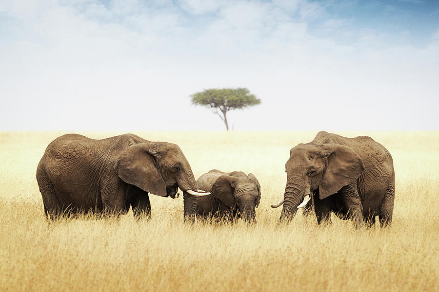 Elephant Photograph - Elephant Family in Grasslands of Africa by Good Focused