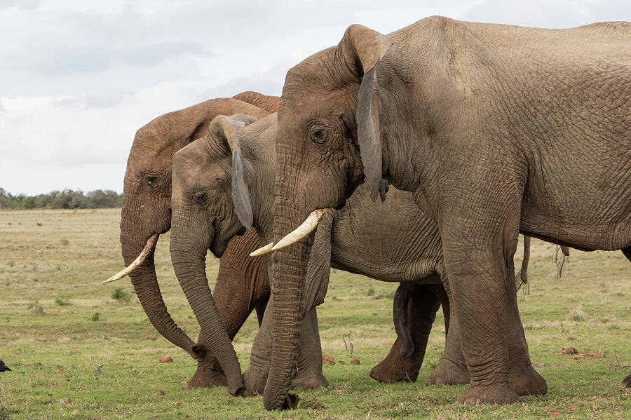 Three elephants in a line Photograph by Lauren Bucke - Pixels