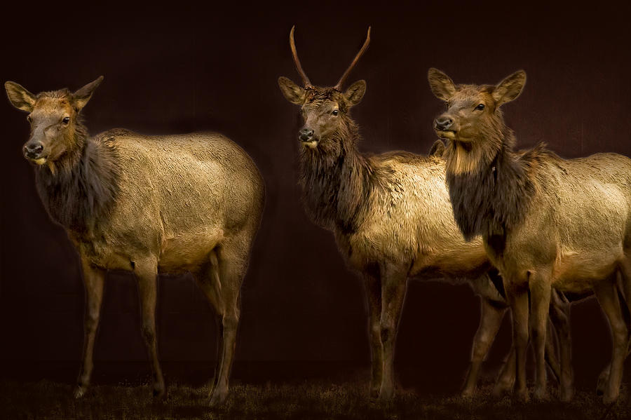 Three Elk Photograph by Belinda Greb