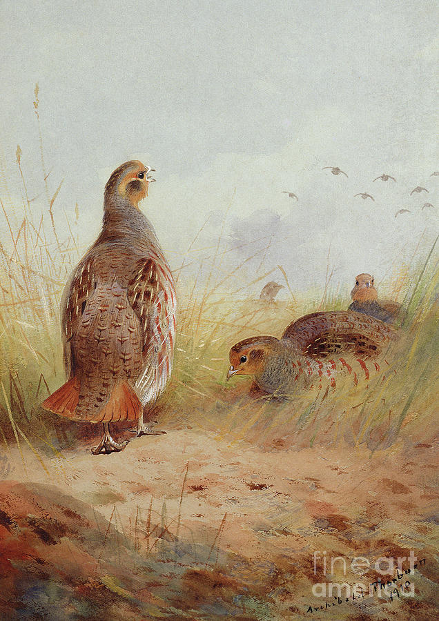 Three English Partridges Painting by Archibald Thorburn