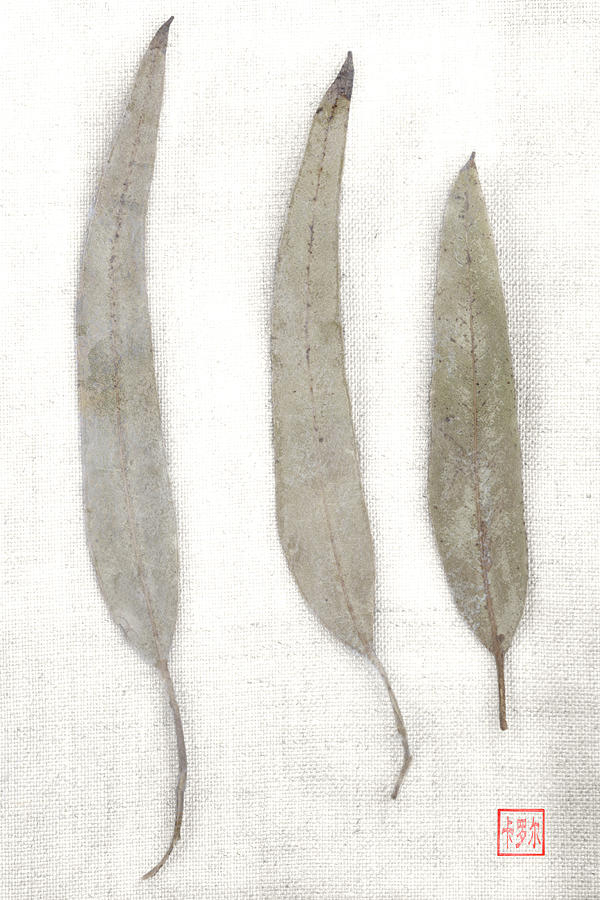 Three Eucalyptus Leaves Photograph by Carol Leigh