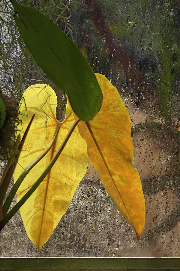 Three Exotic leaves Photograph by Viktor Savchenko