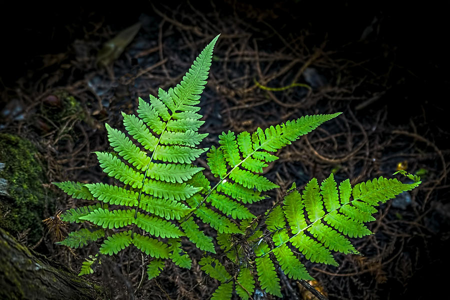 Three Fern Night Photograph by Marvin Spates