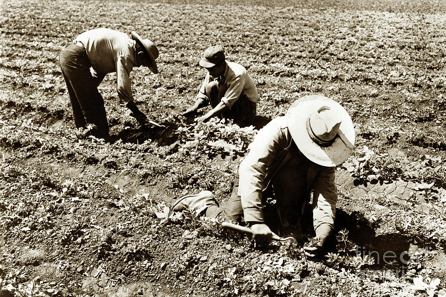 Three Photograph - Three filed workers using short handled Hoe  by Monterey County Historical Society