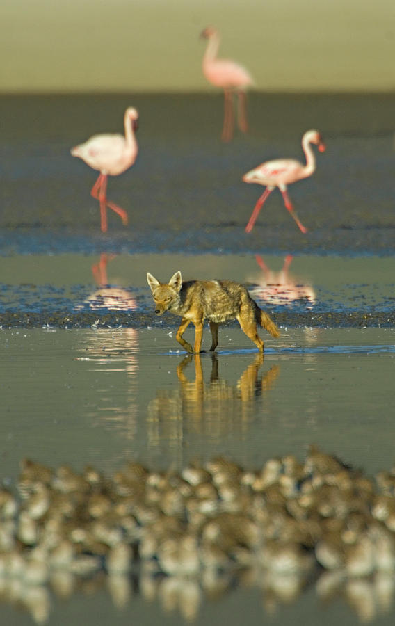 Three flamingos and a Golden jackal, Canis aureus, walking in water, Tanzania Photograph by Panoramic Images
