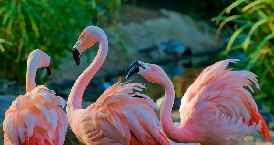 Three Flamingos Photograph by Ginger Wakem