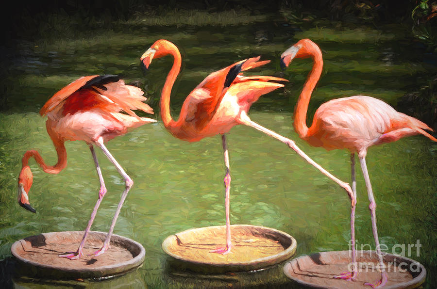 Three Flamingos Photograph by Judy Wolinsky