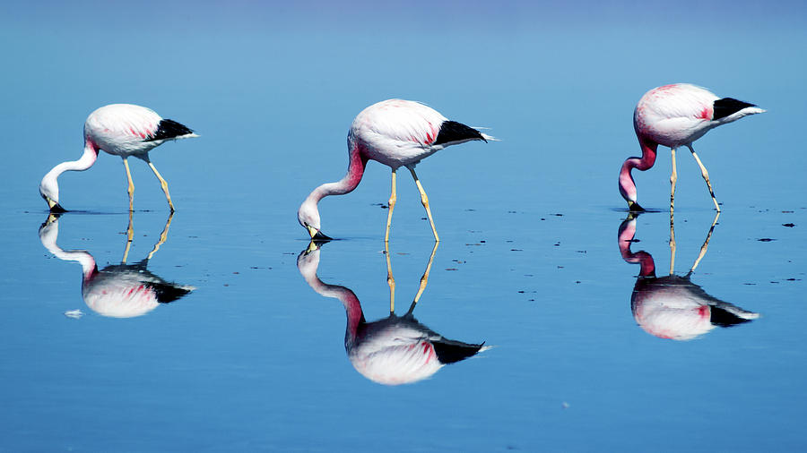 Three Flamingos Photograph by Kent Nancollas